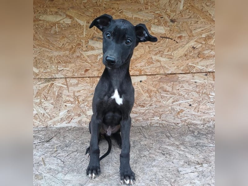 Sancho Tierschutzhund sucht ein Zuhause