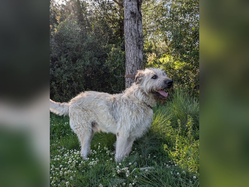 Aufgeschlossener Wooly wartet auf sein Happy End in Portugal!