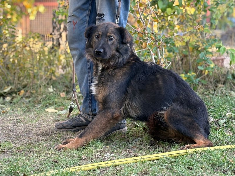 Kalina - tolle Hündin möchte bei dir einziehen!
