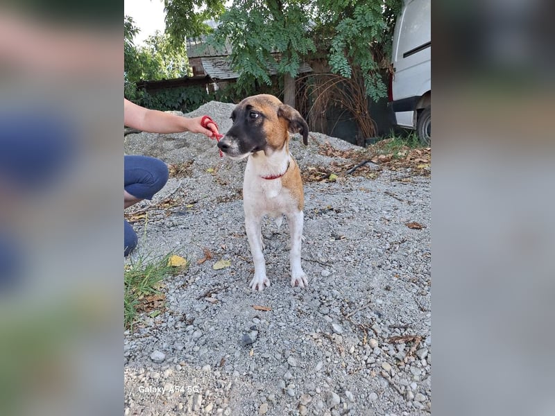 Hündin Tessa sucht dringend ihr neues Zuhause