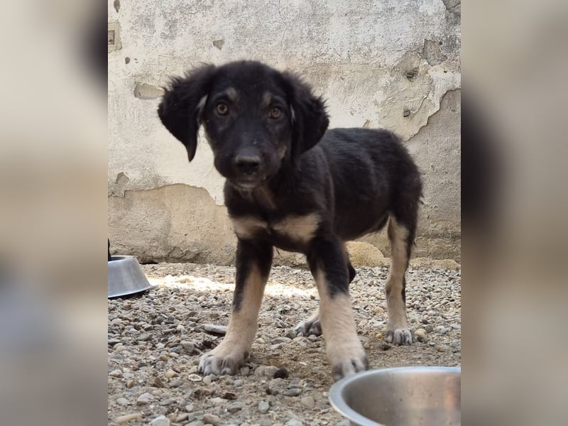 ⭐️DEALY⭐️, sanfte Schönheit, Hündin, 11 Monate, ca. 55 cm, Mischling, Tierschutz