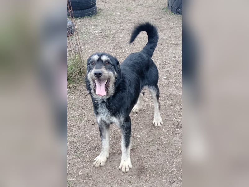 Hermiusz - Will dein Vertrauen gewinnen!