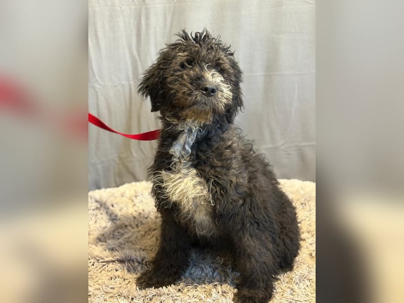 Cézi möchte so gerne dazugehören