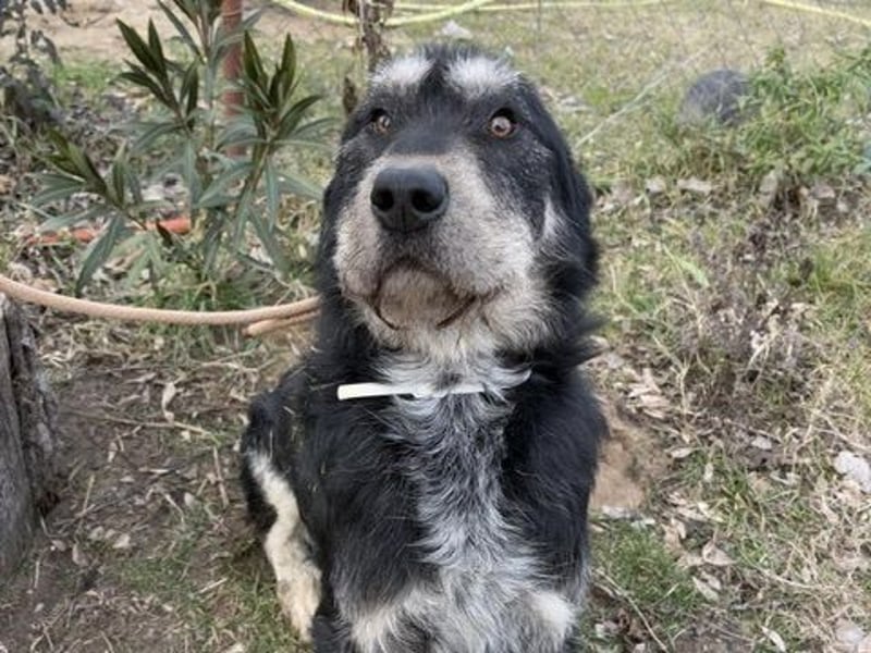 Hermiusz - Will dein Vertrauen gewinnen!