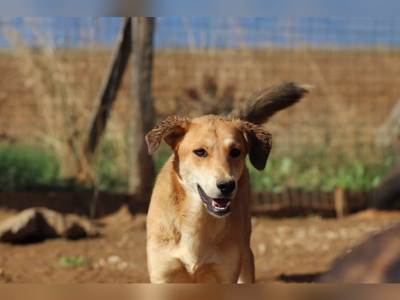 Fiona – Zartes Glück auf vier Pfoten sucht ihr Für-immer-Zuhause