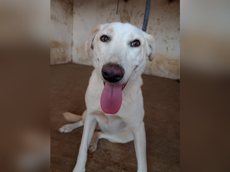 Rania - Freundliche Hündin sucht ein liebevolles Zuhause Rania - Freundliche Hündin sucht ein liebevolles Zuhause