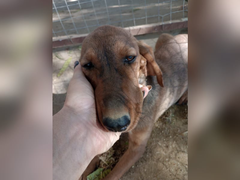 Cookie - Jagdhundmix Wlepe sucht ihr Glück