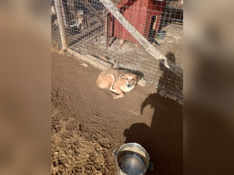 Fiona – Zartes Glück auf vier Pfoten sucht ihr Für-immer-Zuhause