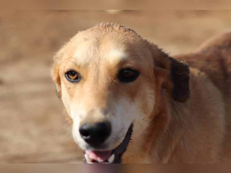 Fiona – Zartes Glück auf vier Pfoten sucht ihr Für-immer-Zuhause