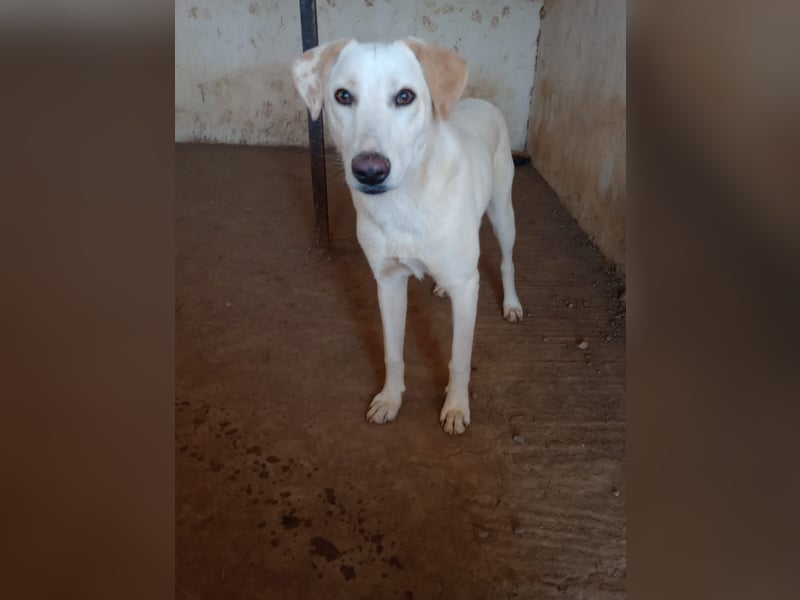 Rania - Freundliche Hündin sucht ein liebevolles Zuhause Rania - Freundliche Hündin sucht ein liebevolles Zuhause