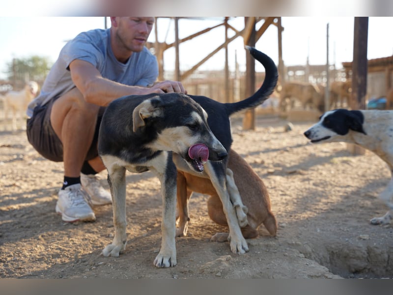 Nina- Eine junge Hündin sucht ihr Herz-Zuhause  Nina wurde ca. Anfang 2025 geboren und kam als sehr