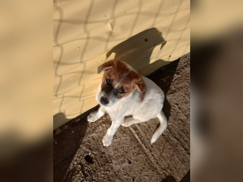 Deniz - Ein fröhlicher Begleiter für's Leben