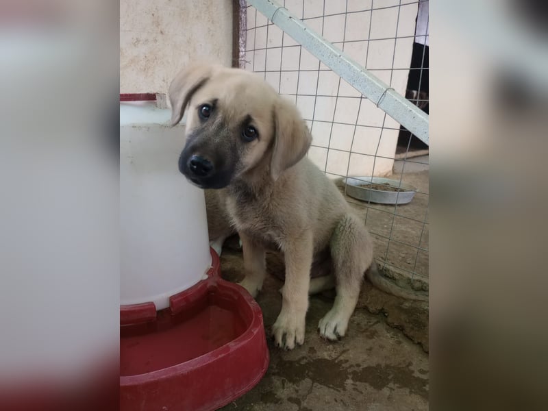 Tom - Welpenpower mit ganz viel Herz