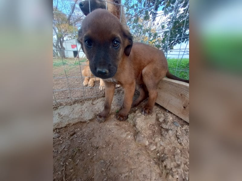 Timos - Ein kleiner Welpe sucht sein Zuhause für immer