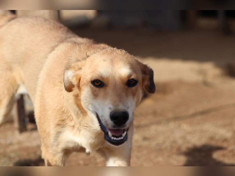 Fiona – Zartes Glück auf vier Pfoten sucht ihr Für-immer-Zuhause