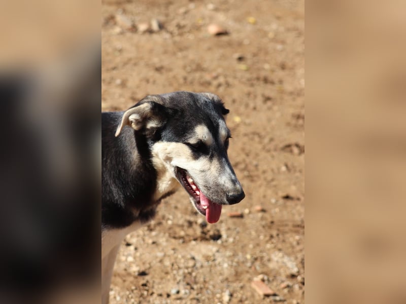 Nina- Eine junge Hündin sucht ihr Herz-Zuhause  Nina wurde ca. Anfang 2025 geboren und kam als sehr