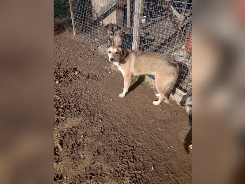 Fiona – Zartes Glück auf vier Pfoten sucht ihr Für-immer-Zuhause