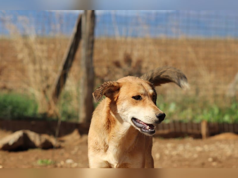 Fiona – Zartes Glück auf vier Pfoten sucht ihr Für-immer-Zuhause
