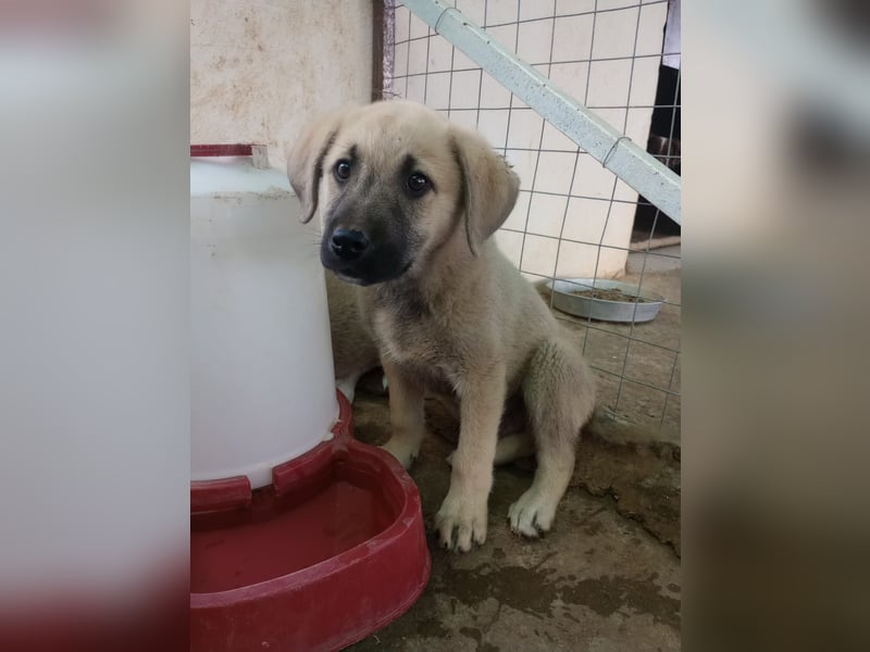 Tom - Welpenpower mit ganz viel Herz