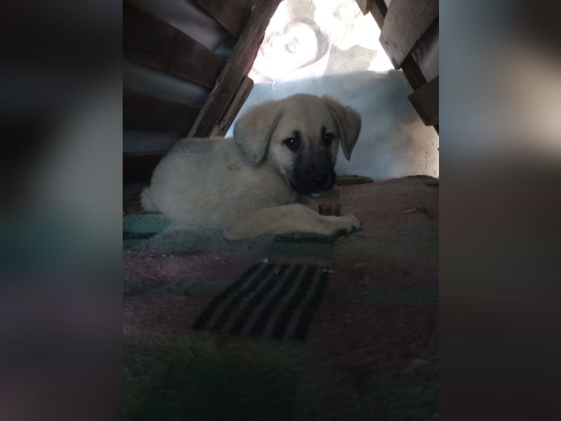 Tom - Welpenpower mit ganz viel Herz