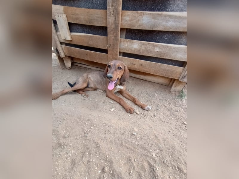 Cookie - Jagdhundmix Wlepe sucht ihr Glück