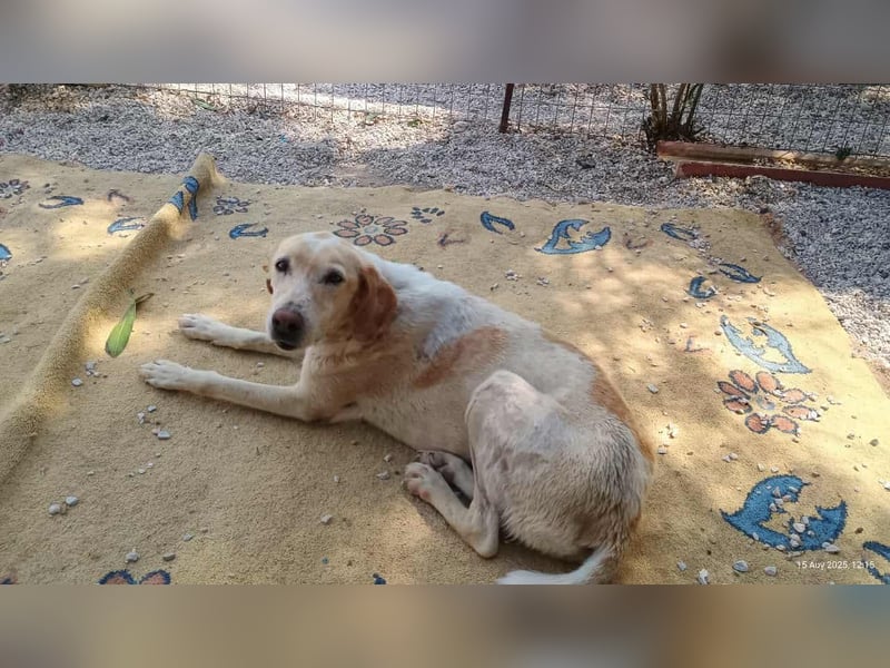 Sotiria – ein sanftes Hundeherz sucht endlich ihr eigenes Zuhause