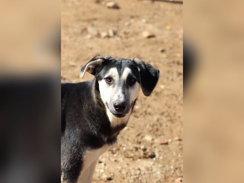 Nina- Eine junge Hündin sucht ihr Herz-Zuhause  Nina wurde ca. Anfang 2025 geboren und kam als sehr