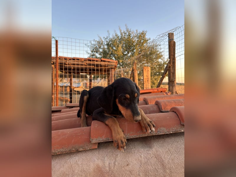 Sivas - Jagdhundmix Welpe