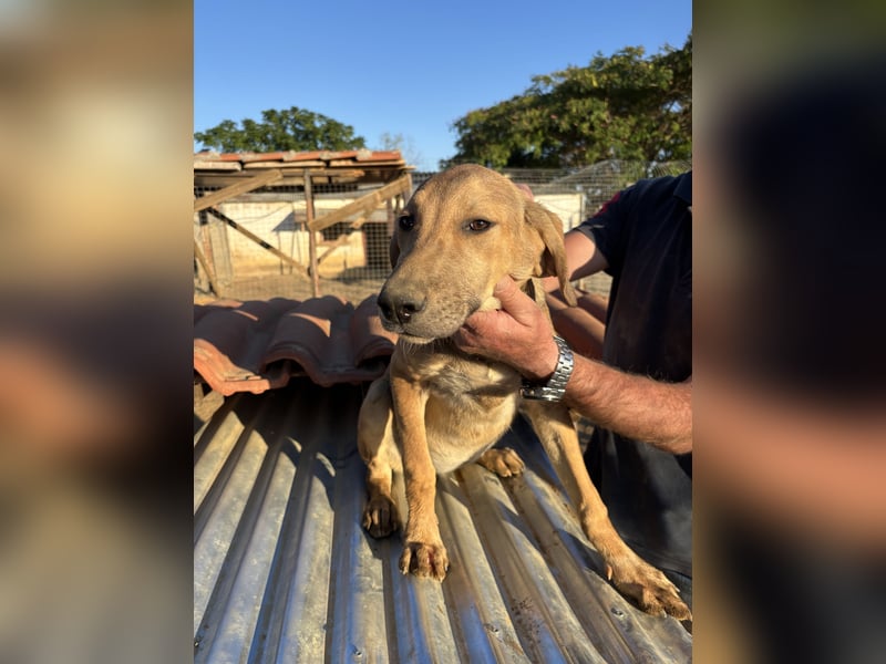 Roxi - Wlepenmädchen sucht ihr Zuhause