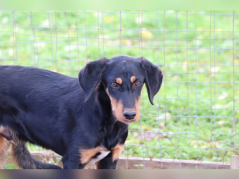 Sivas - Jagdhundmix Welpe