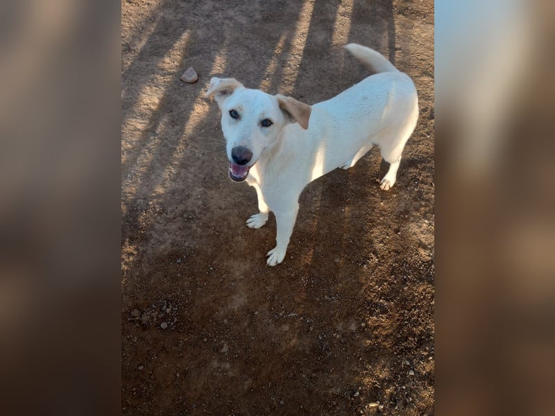 Rania - Freundliche Hündin sucht ein liebevolles Zuhause Rania - Freundliche Hündin sucht ein liebevolles Zuhause