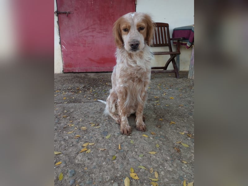 Nemo - Ein sanfter Spaniel-Mix sucht endlich Sicherheit