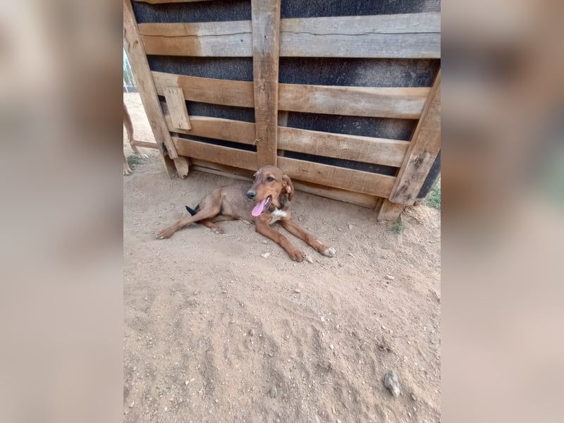 Cookie - Jagdhundmix Wlepe sucht ihr Glück