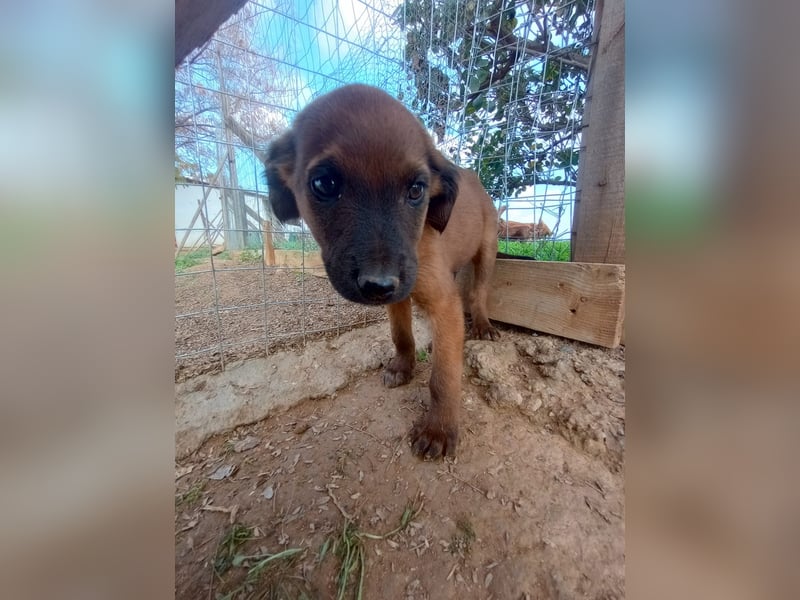 Timos - Ein kleiner Welpe sucht sein Zuhause für immer