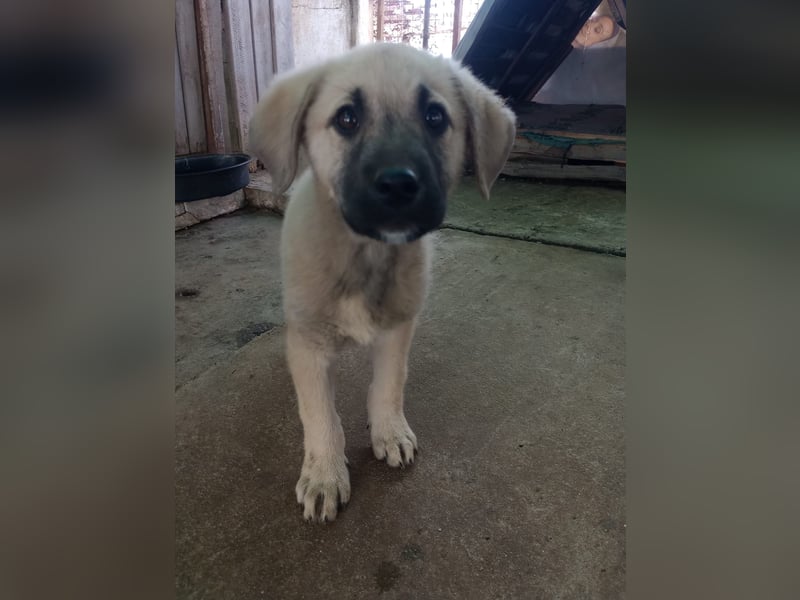 Tom - Welpenpower mit ganz viel Herz