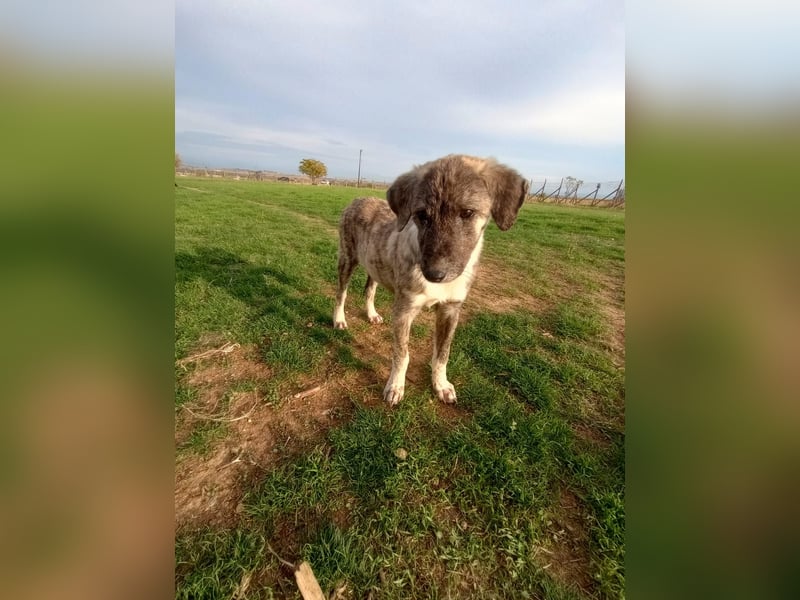 Christiano - vom Waisenkind zum Herzenshund Christiano - vom Waisenkind zum Herzenshund