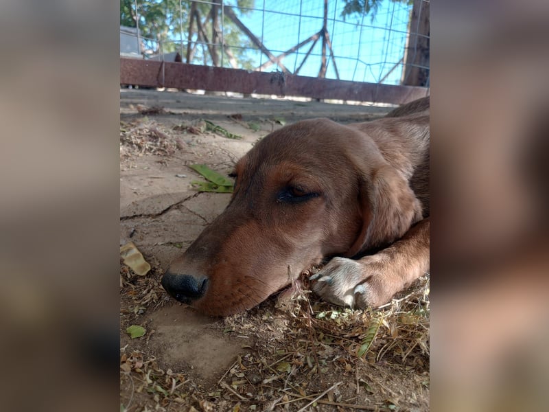 Cookie - Jagdhundmix Wlepe sucht ihr Glück