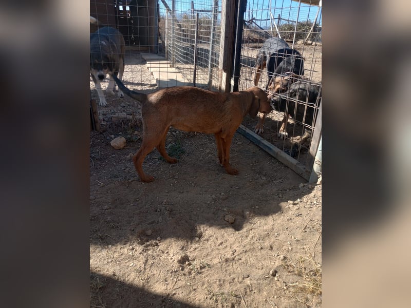 Cookie - Jagdhundmix Wlepe sucht ihr Glück