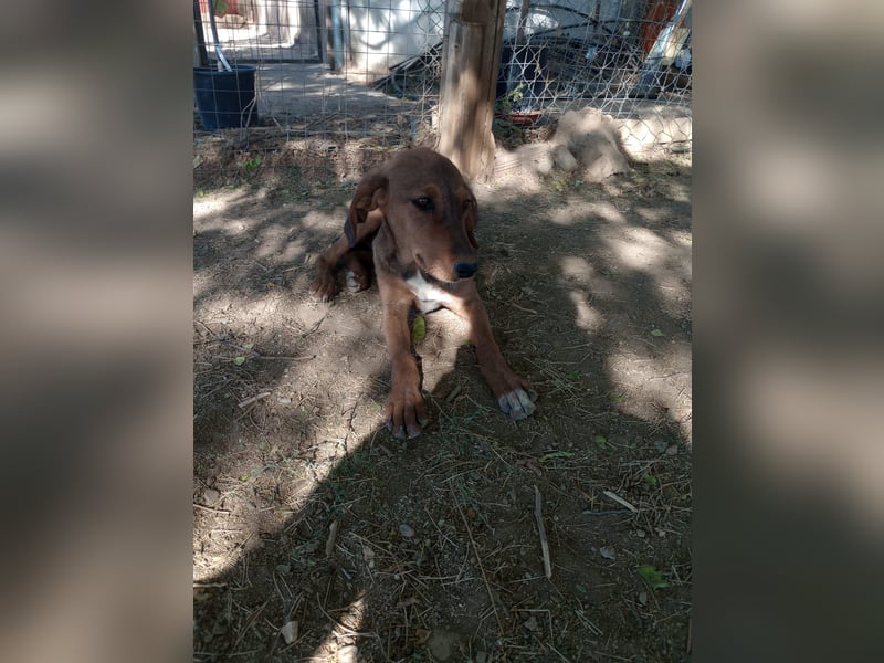 Cookie - Jagdhundmix Wlepe sucht ihr Glück