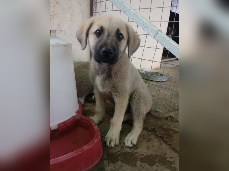 Tom - Welpenpower mit ganz viel Herz