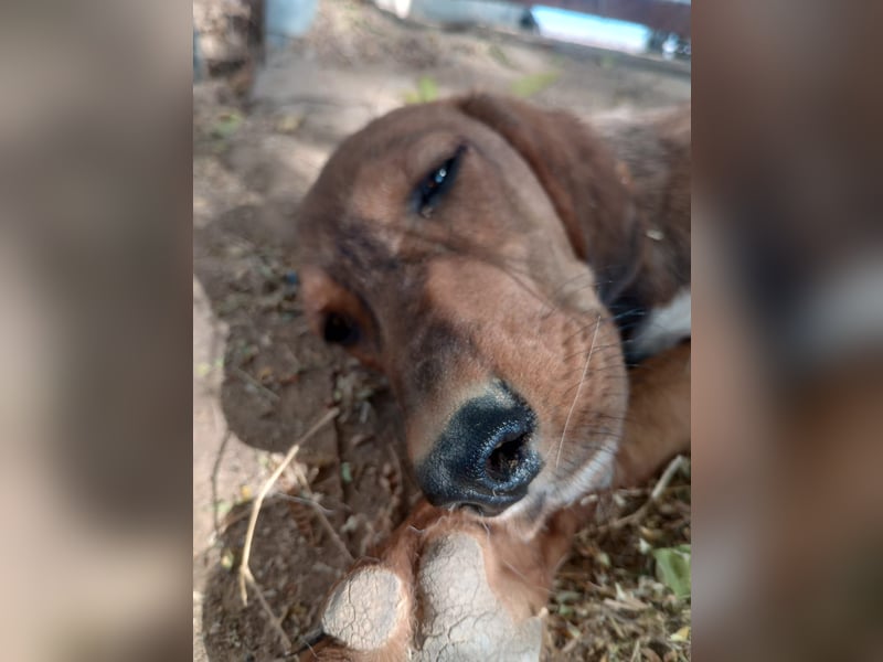 Cookie - Jagdhundmix Wlepe sucht ihr Glück
