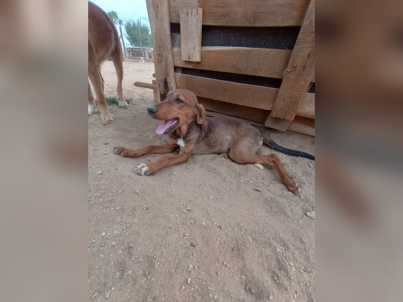 Cookie - Jagdhundmix Wlepe sucht ihr Glück