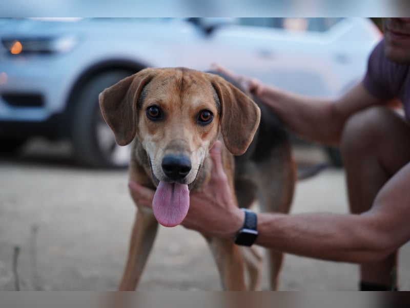 Fanni – Ein liebevolles Energiebündel sucht endlich Sicherheit