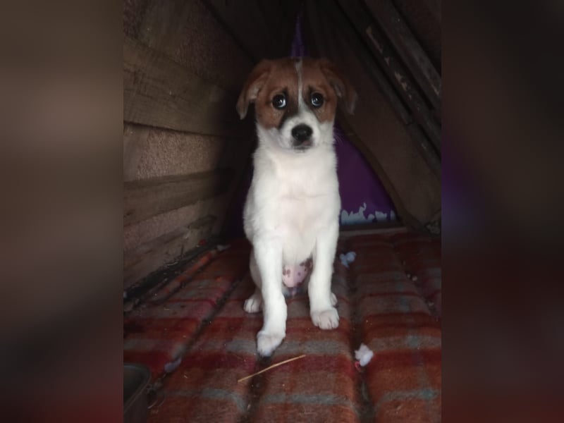 Deniz - Ein fröhlicher Begleiter für's Leben