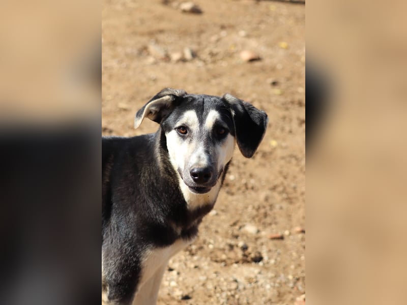 Nina- Eine junge Hündin sucht ihr Herz-Zuhause  Nina wurde ca. Anfang 2025 geboren und kam als sehr