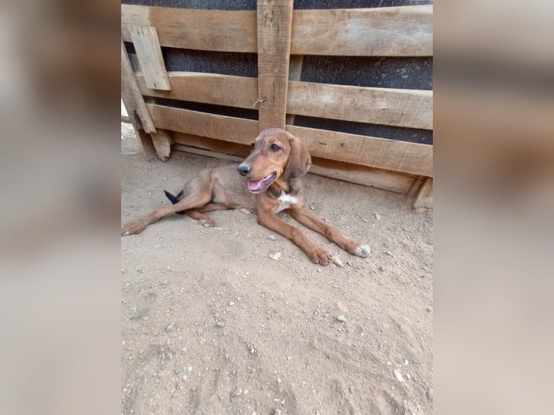 Cookie - Jagdhundmix Wlepe sucht ihr Glück