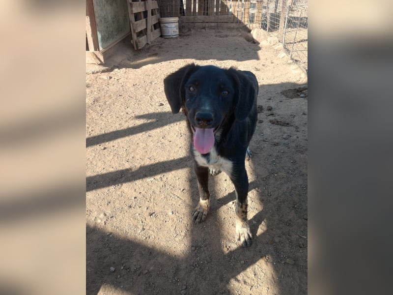 David - Ein kleiner Kämpfer auf der Suche nach einem Zuhause