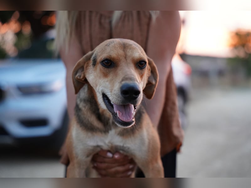 Fanni – Ein liebevolles Energiebündel sucht endlich Sicherheit