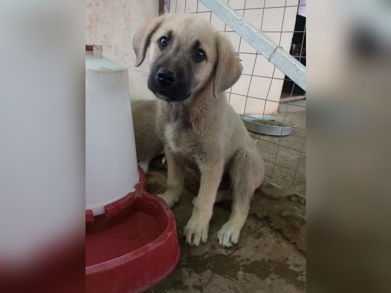 Tom - Welpenpower mit ganz viel Herz