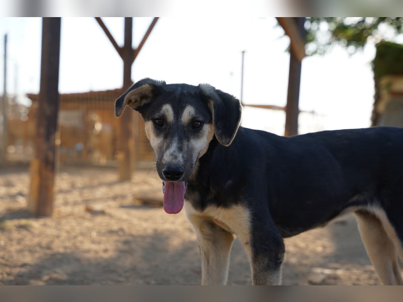 Nina- Eine junge Hündin sucht ihr Herz-Zuhause  Nina wurde ca. Anfang 2025 geboren und kam als sehr
